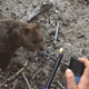 Illustration for article titled Két francia felgyújtott egy quokkát, és röhögve lefilmezte